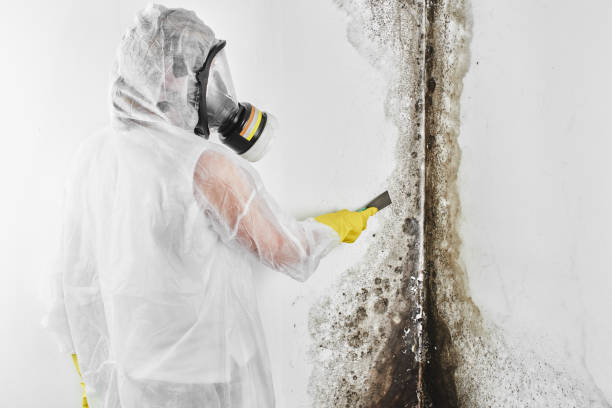 Best Attic Mold Remediation in Liberty Lake, WA