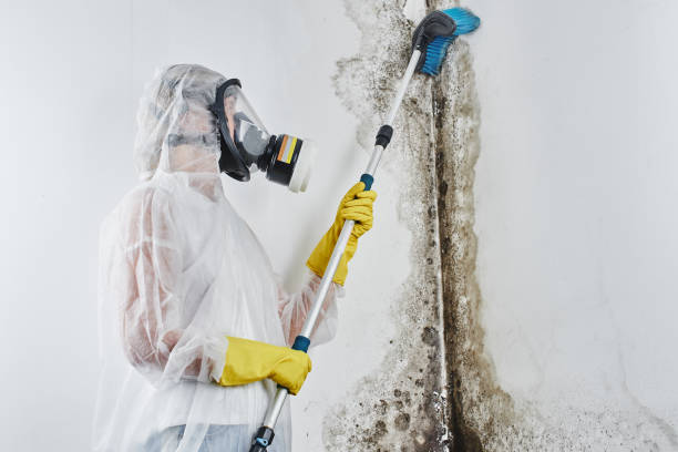 Best Residential Mold Remediation in Liberty Lake, WA