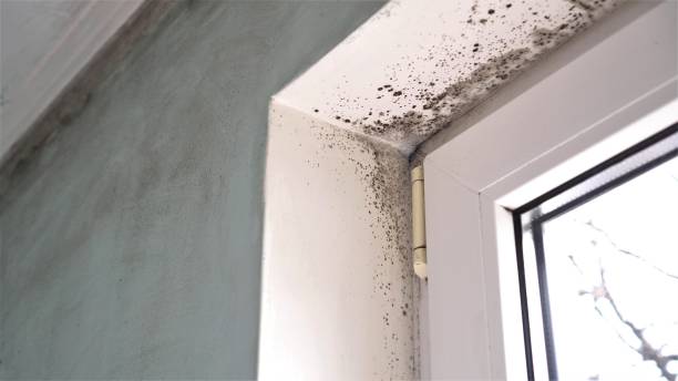 Best Mold Remediation for Specific Building Types in Liberty Lake, WA