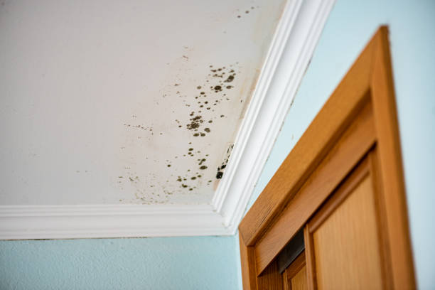 Best Preventive Mold Services in Liberty Lake, WA