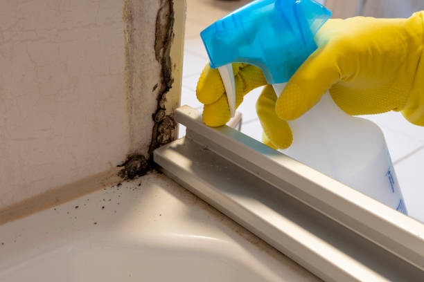 Best Kitchen Mold Remediation in Liberty Lake, WA