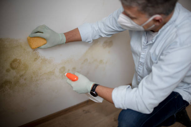 Best Commercial Mold Remediation in Liberty Lake, WA