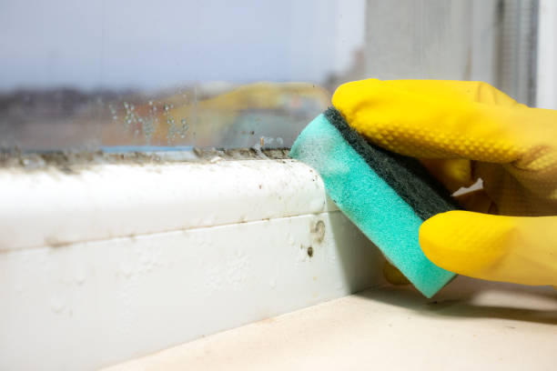 Best Residential Mold Remediation in Liberty Lake, WA