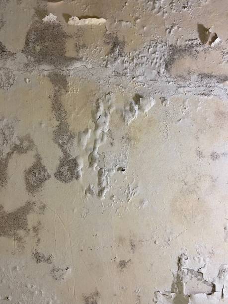 Best Insurance-Related Mold Remediation in Liberty Lake, WA