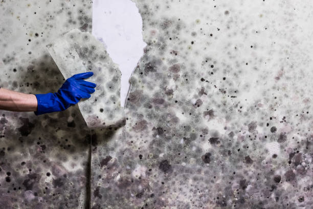 Best Bathroom Mold Remediation in Liberty Lake, WA